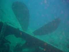 stingrayclub.net Shabali