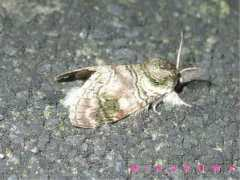 jpmoth.org Shachia