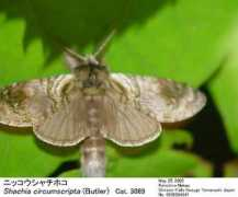 jpmoth.org Shachia