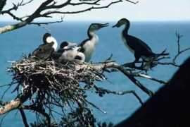 coromandelboatcharters.com Shags