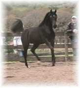 Shaheena