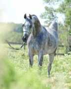 illusionarabians.com Shahil