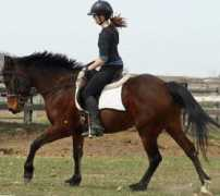 knrarabians.com Shahnia