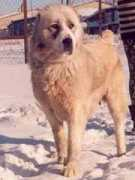 afi-dogs.narod.ru Shahrat