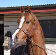 horsetalk.co.nz Shahrif