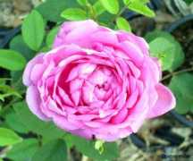 rosegathering.com Shailer