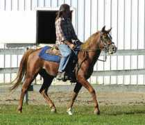 babsonarabians.com Shaitaan