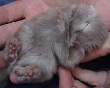 thegnawtychinchilla.com Shakaa