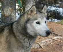 Shakal