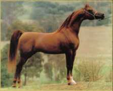 nicariarabians.com.au Shakla