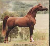 fairviewarabians.com.au Shakla