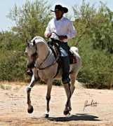 amuratharabians.com Shaklan