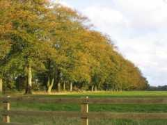 geograph.org.uk Shalden