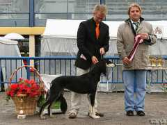 aziz-kennel.fi Shalil