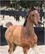 arinyapark.com Shalim