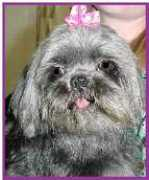 furbabyrescue.com Shaling