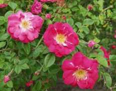 rosesloubert.com Shaling