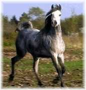 Shallene
