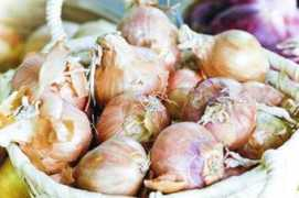 stephanieklein.com Shallot