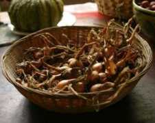 vegetablegardener.com Shallot