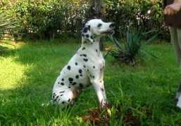 dalmatian.ru Shalnaya