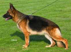 Shalome