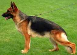 Shalome