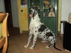 dellapollodeitempli.it Shamaco