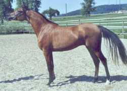 mingo.ch Shamaia