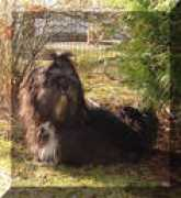 Shamba