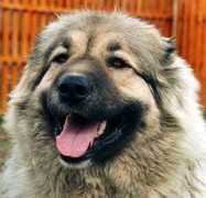 security-dog.org Shamhal