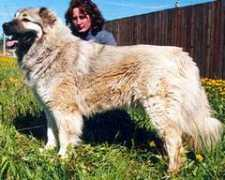 security-dog.org Shamhal
