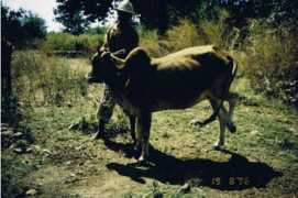 Shamiani