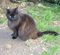 maisondelespoir.free.fr Shamindra