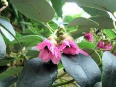 botanic.jp Shamod