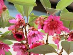 botanic.jp Shamod