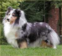 homespunshelties.com Shamont