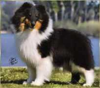 homespunshelties.com Shamont
