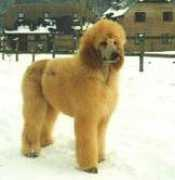 Shampooch