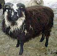 shetland-sheep.org Shandrew