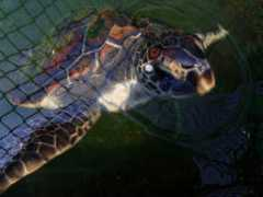seaturtles911.org Shandris