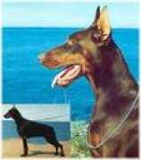 entoni-dober.narod.ru Shanela