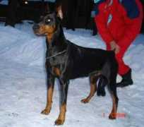 dobermann-review.com Shanely