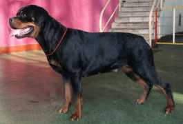 dog-zarbata.narod.ru Shaneta