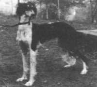 arabsaluki.de Shangul