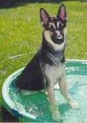 dogbreedinfo.com Shanieka