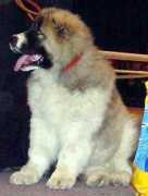 security-dog.org Shanis