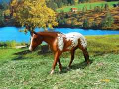 ranchperla.blog.cz Shanonn