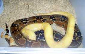 albinoboas.com Shanora