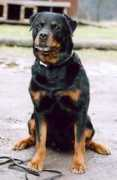 web.comhem.se Shantalle